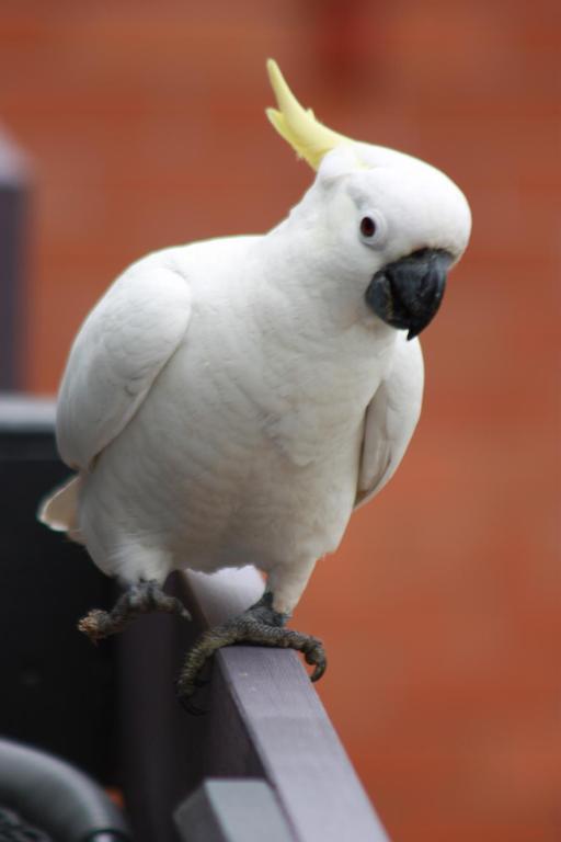 Unit 1 Sunbird On Lamond Villa Еърли Бийч Екстериор снимка
